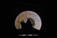 藏品(陶片)的圖片